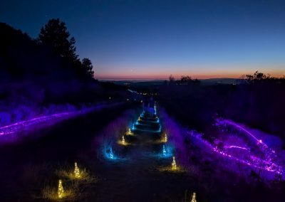 Uigebloeide lavendel mooi verlicht
