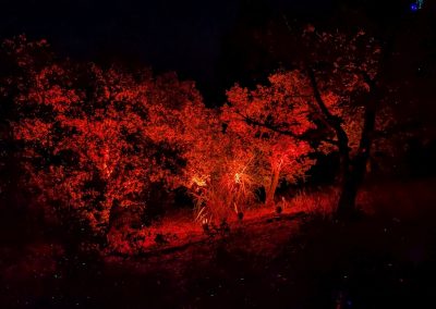 Verlichte olijfbomen