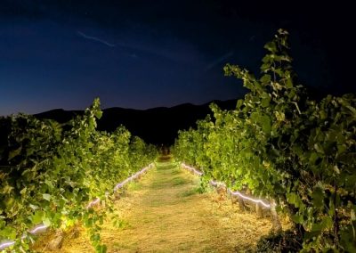 Verlichte wijnranken van Domaine de la Bouvaude
